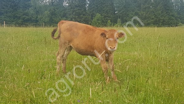 Мясные коровы породы лимузин