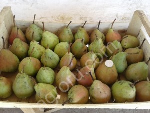 Груша Бера и Киргизка