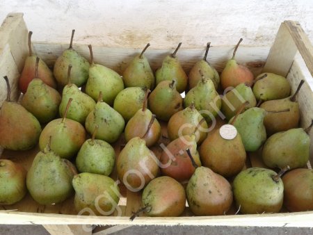Груша Бера и Киргизка