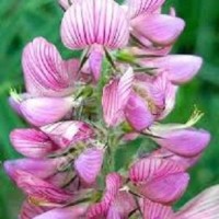 Семена Эспарцет Зерноградский 3, Велес ЭС/РС1/РС2
