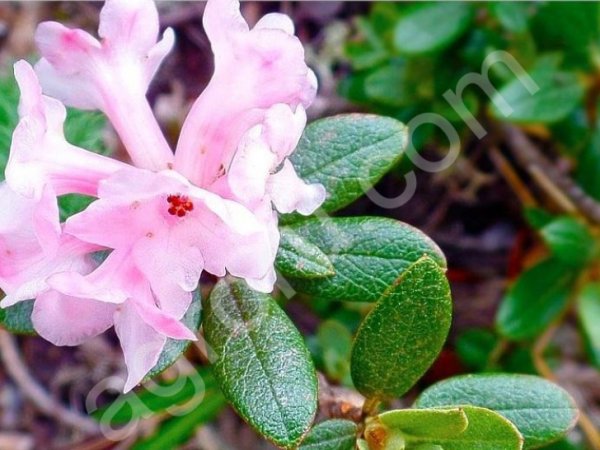 Сагандайля