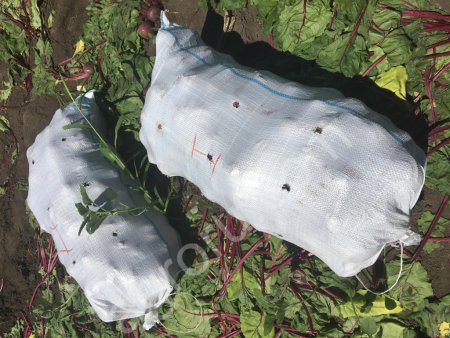 свекла столовая