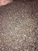 Семенной <strong>картофель</strong> Гала (1 репродукция)