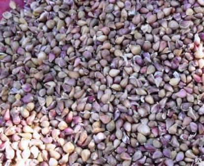 семяна ченока воздушка /любаша озимая /