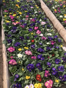 Примулы, цикламены