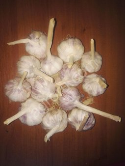 Чеснок