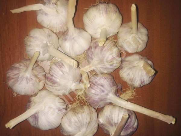 Чеснок