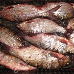 Рыба речная и озёрная