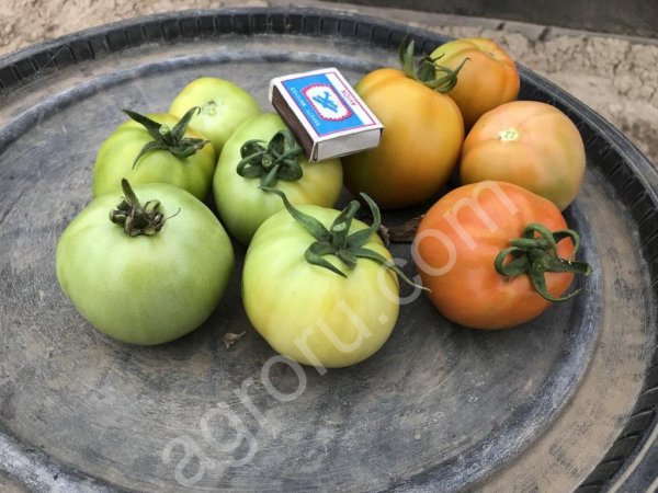 Помидоры оптом на засол сорт Татьяна