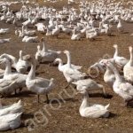 Яйцо гусиное инкубационное