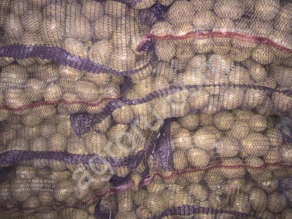 Картофель ред скарлет 5+