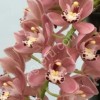 Орхидеи Цимбидиумы