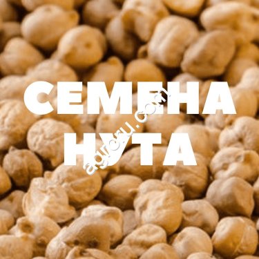 Семена нута Волжанин 50 эс