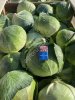 Капуста