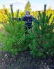 Сосна Живая Новогодняя оптом
