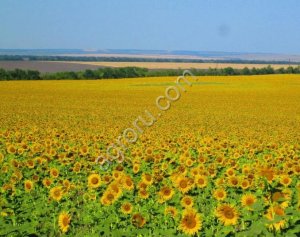 Земельный актив 606 га + производственная база, Саратовская область