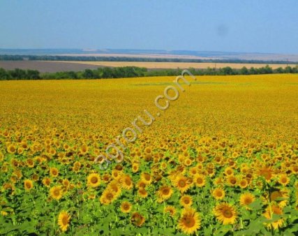 Земельный актив 606 га + производственная база, Саратовская область