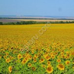 Земельный актив 606 га + производственная база, Саратовская область