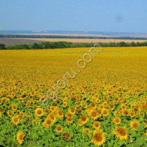 Земельный актив 606 га + производственная база, Саратовская область