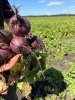 Экспорт С/Х продукции