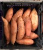 Батат свежий (Sweet Potato)