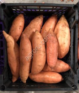 Батат свежий (Sweet Potato)