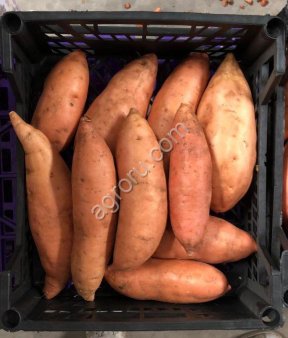 Батат свежий (Sweet Potato)