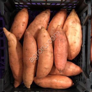 Батат свежий (Sweet Potato)