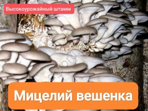 Мицелий вешенка