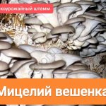 Мицелий вешенка