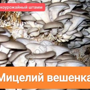 Мицелий вешенка