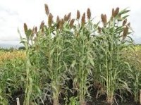 Сорго-суданковый гибрид