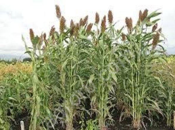 Сорго-суданковый гибрид