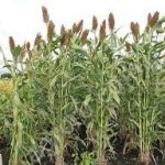 Сорго-суданковый гибрид