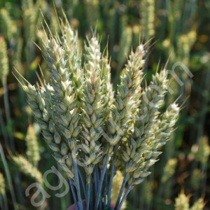 Семена пшеницы яровой сортов Сударыня Злата