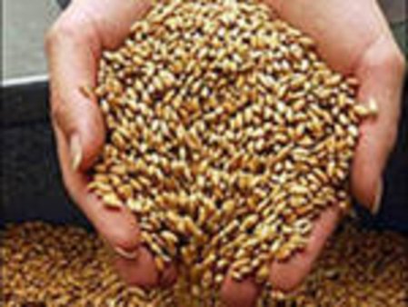 КПУ против экспорта зерна