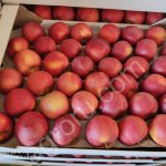 Яблоко Гала