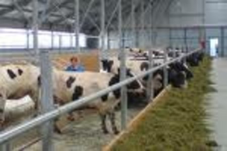 Поголовье скота продолжает сокращаться