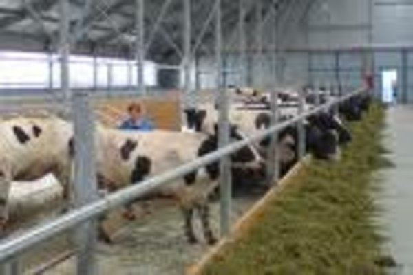 Поголовье скота продолжает сокращаться