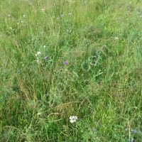 Земельный участок