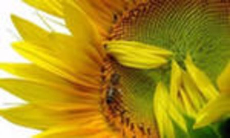 Высокие цены на подсолнечник турецкого производства