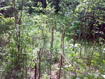 Зарастание сорной и древесно-кустарниковой растительностью