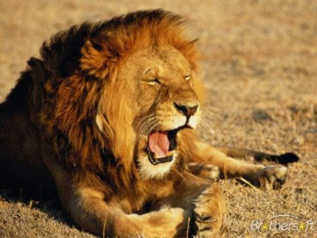 Мясо льва предлагают в Аризоне