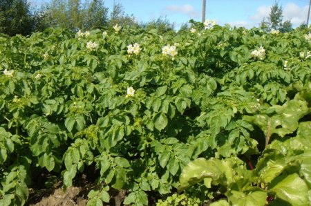 Опасный вредитель картофеля – фитофтороз