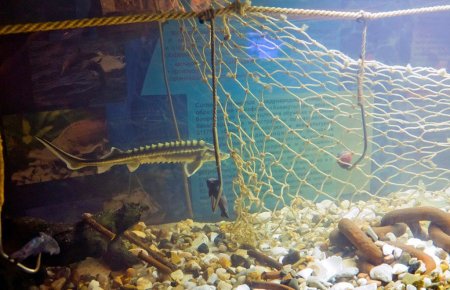 В Астрахани открылся Дом-музей осетровых