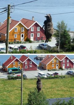 Удивительные происшествия с животными