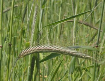 Минсельхоз предусмотрел установление лимитов для покупателей зерна из госфонда