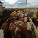 Товарный скот