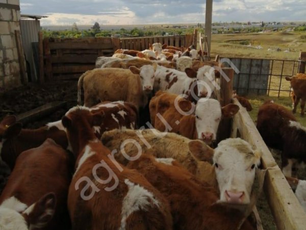 Товарный скот