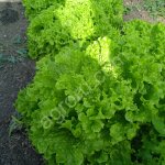 Салат листовой